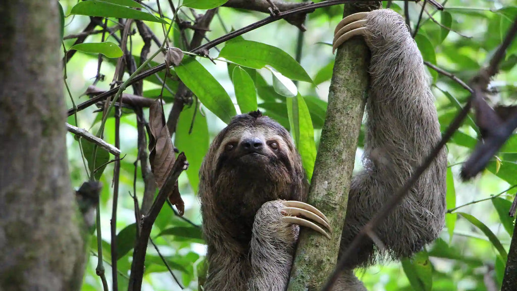 Monkey Island, Panama Canal & Sloth Sanctuary Tour