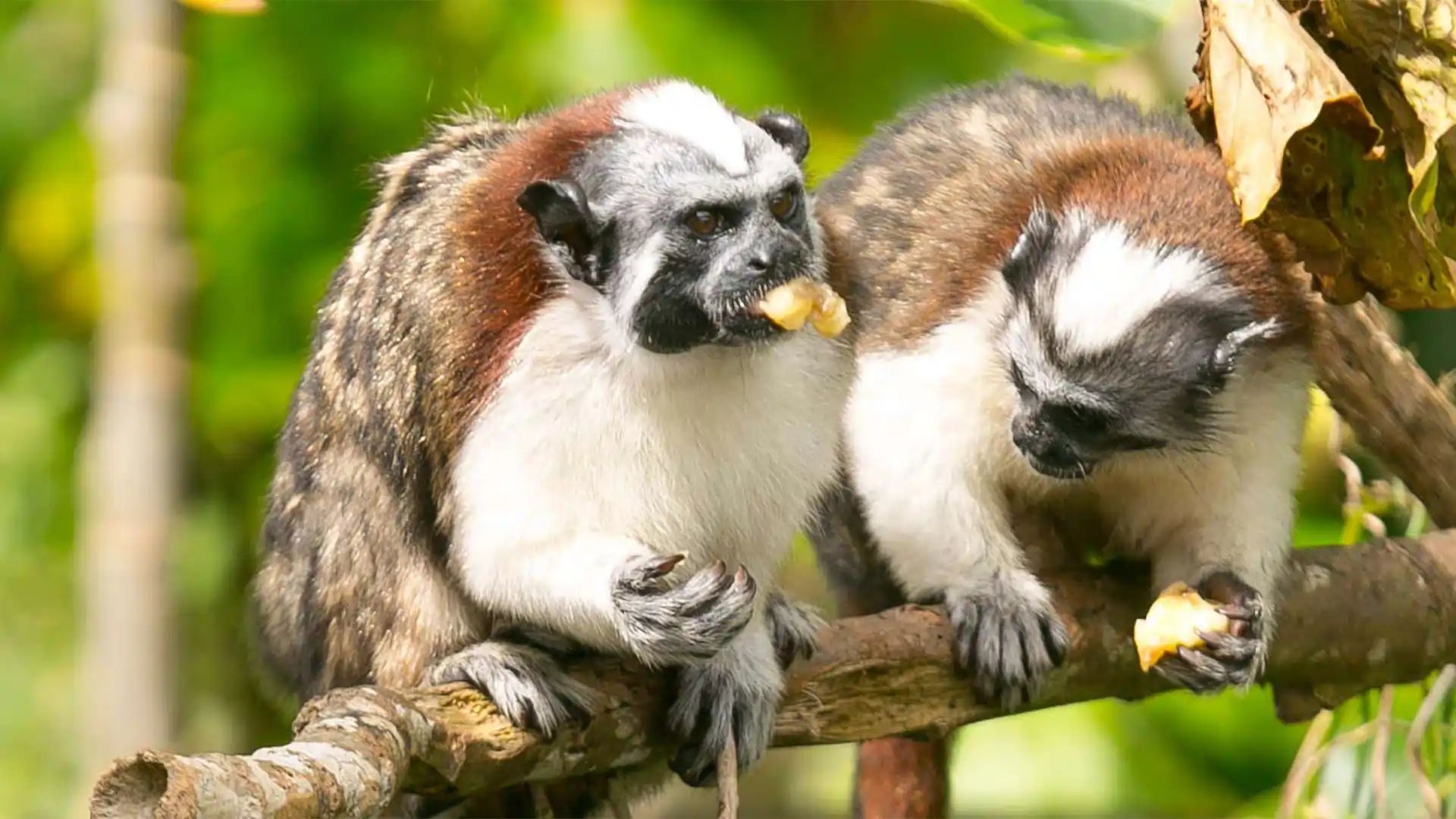 Monkey Island, Panama Canal & Sloth Sanctuary Tour